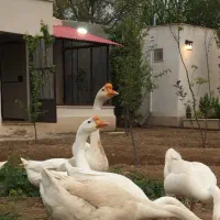 تخم قوغاز چینی