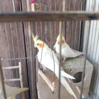 دو جفت عروس هلندی مولد