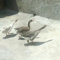 غاز