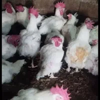 مرغ مادر جوان