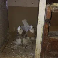 فروش سه جفت طوقی