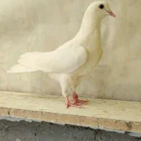کبوتر پرشی