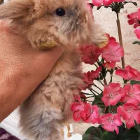 خرگوش مینی لوپ اصل|موش و خرگوش|قرچک, صالح آباد|دیوار