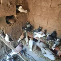 کبوتر عادی|پرنده|شیراز, گویم|دیوار
