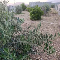 باغچه قبل از درمانگاه ندیشهرفقط نقدی