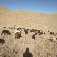 چوپان‌برای‌روستا‌نیازمندیم