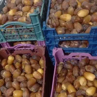 رطب کباب از پشتکوه