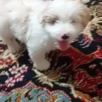 سگ بوجی ریز