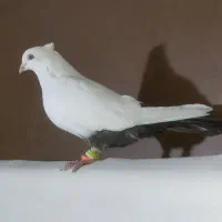 کفتر پرشی و رنگی آس  سبز کاکلی و دمبی و کله ای و