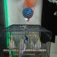قفس پرنده طوطی هندی قناری عروس هلندی نر ماده|پرنده|قرچک, شهرک گلها|دیوار