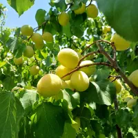 باغ چاردیواری بابرق و چاه شخصی|فروش دفتر صنعتی، کشاورزی، تجاری|بناب, |دیوار