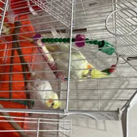 عروس هلندی نر ماده
