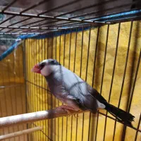 فنچ نرگسی ماده معاوضه با قناری ماده یا جوجه قناری