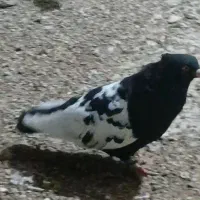 سینه سیاه تمیز یه جفت نوک سفید .وجفت.کله دم سیاه|پرنده|کرخه, |دیوار