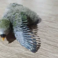 جوجه کوتوله