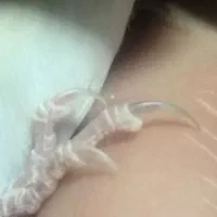 سهره نر ناخن ها سفید