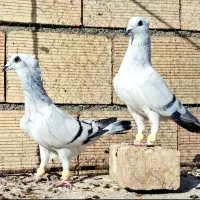نروماده شامی برفی کاکلی اس اس