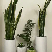 سانسوریا با گلدان سرامیکی سفید