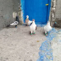 کبوتر