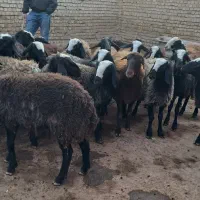 بره ماده در حد شیشک