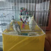 دو عدد عروس