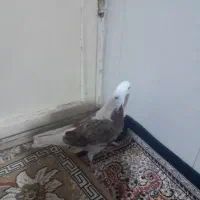 کفتر شازده سرور|پرنده|مشکین‌دشت, |دیوار