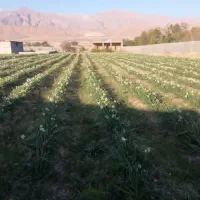 فروش-یا-اجاره-سالیانه-زمین