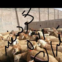 گوسفند زنده ی آقایی