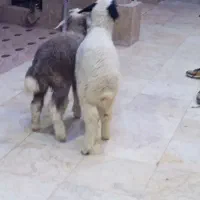 بره گوسفند بز