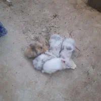 توله خرگوش لوپ