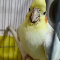 عروس هلندی لوتینو مولد به همراه تخم نطفه دار|پرنده|نسیم‌شهر, |دیوار