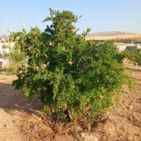 فروش یا معاوضه باغشهری|فروش زمین و ملک کلنگی|شیراز, حومه شیراز|دیوار