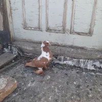 کبوتر|پرنده|اردبیل, |دیوار