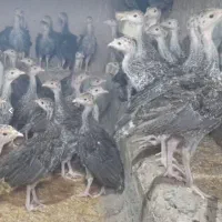 انواع جوجه بوقلمون و تخم نطفه دار بوقلمون|حیوانات مزرعه|تهران, جوادیه|دیوار