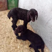 بره ماده هترو