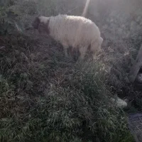 بره‌نر