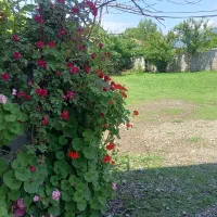 ویلا باغ،۲خوابه حیاط دار،پارکینگ دار،درشهر تالش.|اجارهٔ کوتاهمدت آپارتمان و سوئیت|تالش, هشتپر|دیوار