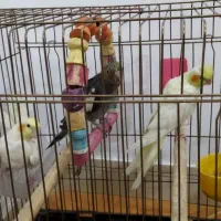 عروس هلندی سالم جفت|پرنده|کرج, کلاک بالا|دیوار