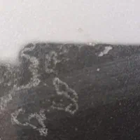 رفع فضله پرنده بصورت دائمی|خدمات موتور و ماشین|رشت, حومه رشت|دیوار