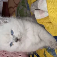 بریتیش هیمالین