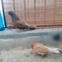 کبوتر|پرنده|پردیس, فاز ۲|دیوار