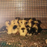 جوجه اردک روسی زیر پری ۵ روزه