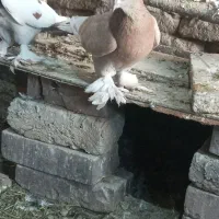 سسلی|پرنده|ارومیه, |دیوار