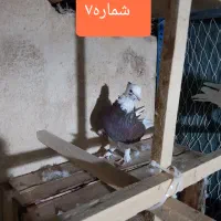 کفتر یا کبوتر مفت سواکن جداکن|پرنده|قم, سعادتی|دیوار