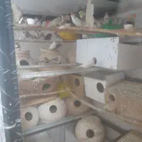 فنچ کار