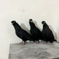 ۳عدد ماده زاغ چشم و نوک سفید|پرنده|داران, |دیوار