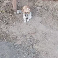 پاپی گوش تیز فروشی