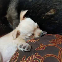 سگ شیتزو اشپیتز ۲ ماه و ۲۱ روزه