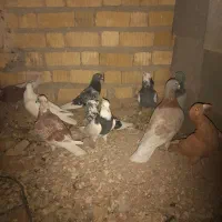 کفتر پلاکی|پرنده|مرودشت, مجد آباد|دیوار