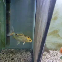 ماهی کوی پوست چرم ماده|ماهی|شهریار, شهریار|دیوار